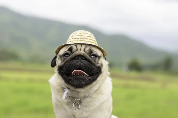 Mutlu Köpek Pug Breed Çiftçi Şapkası Takıyor Arkası Dağ Olan — Stok fotoğraf