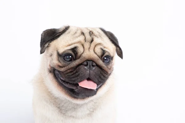 かわいいペット犬のパグは幸福感と笑顔を繁殖とても面白いと白い背景に隔離された深刻な顔を作る 純血犬の犬の健康的なコンセプト — ストック写真