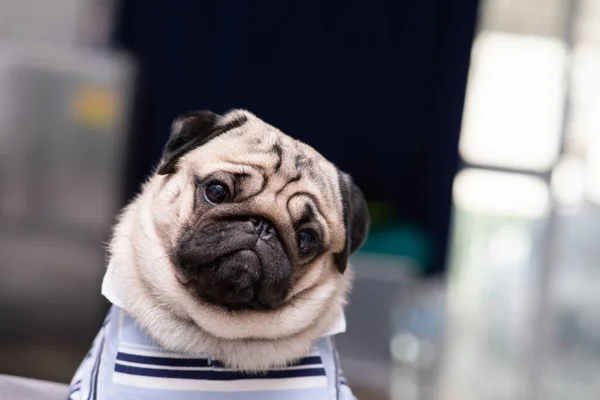 Мила Порода Собак Мопсів Має Питання Робить Смішне Відчуття Обличчя — стокове фото