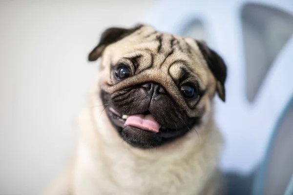 Şirin Köpek Pug Cinsinin Bir Sorusu Var Komik Bir Yüz — Stok fotoğraf