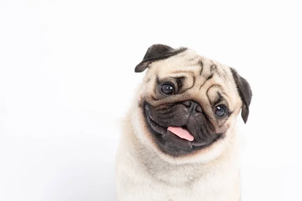 Lindo Perro Mascota Pug Crianza Sonrisa Con Felicidad Sensación Tan — Foto de Stock