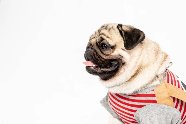 Side Roztomilý Pes Pug Plemeno Nosí Košili Úsměv Dělá Legrační — Stock fotografie