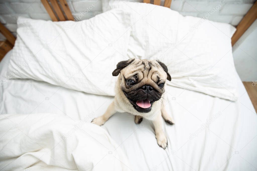 Cute dog pug breed smile and lying on bed and looking at camera feeling so happiness and fun