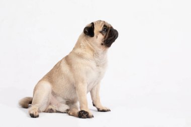 Sevimli köpek pug cinsi oturuyor ve mutlulukla yukarı bakıyor çok komik ve ciddi bir yüz ifadesi takınıyor, güzel safkan köpek ve sağlıklı köpek, beyaz arka planda izole edilmiş, köpek dostu. 