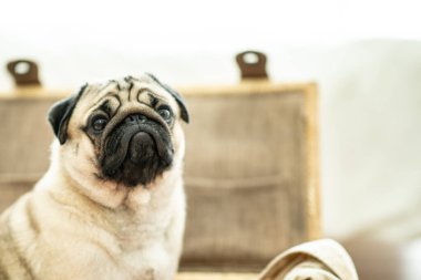 Şirin köpek pug cinsinin bir sorusu var ve komik ve ciddi bir yüz ifadesi var. Mutluluk ve eğlence dolu, seçici odaklanma.