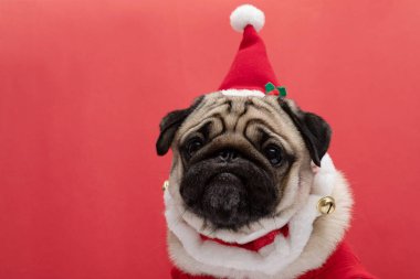 Noel gününde Noel Baba şapkası ve Noel Baba kostümü giyen sevimli Pug kırmızı arka plan, Noel ve Yeni Yıl konsepti sahibi ile kutlamaya hazır.