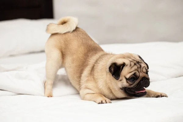 Cute Dog Pug Breed Playing Bedroom Feeling Happiness Fun — Stock Photo, Image