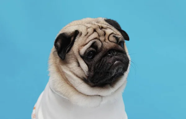 Raça Cão Pug Adorável Fazendo Rosto Irritado Rosto Sério Fundo — Fotografia de Stock