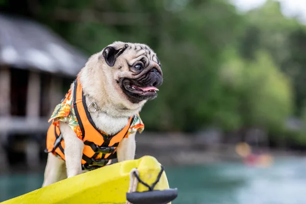 快乐的小狗 穿着救生衣 站在独木舟上 在海滩上快乐而快乐的度假 狗狗度假的概念 — 图库照片