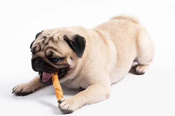Dog Pug Breed Eating Dog Treats Feeling Happiness Enjoy Isolated — Stock Photo, Image