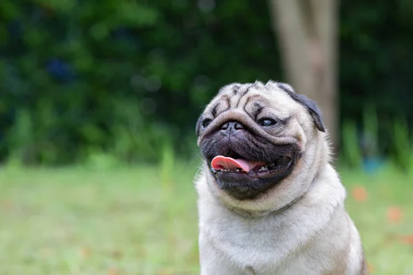 Mutlu Köpek Pug Güler Bahçedeki Yeşil Çimlerin Üzerinde Komik Bir — Stok fotoğraf