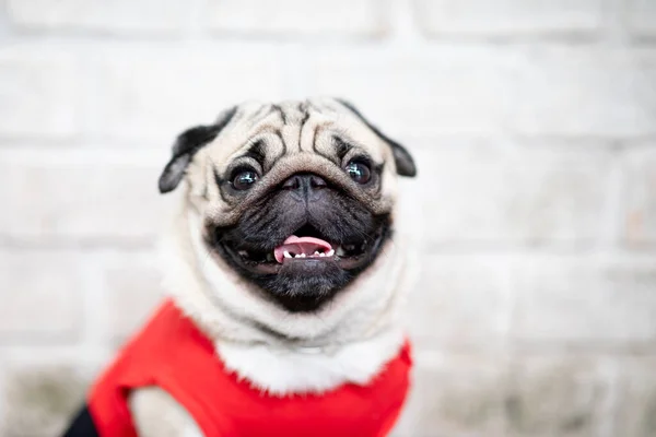 Cute Dog Pug Rasy Mają Pytanie Zabawne Twarzy Uczucie Tak — Zdjęcie stockowe