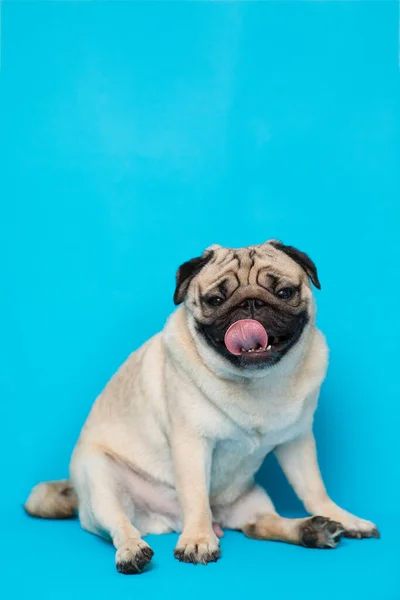Happy Adorable Dog Pug Breed Smile Cheerful Blue Background Pug — стоковое фото