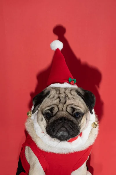 Entzückender Mops Mit Weihnachtsmütze Und Weihnachtsmannkostüm Weihnachtstag Bereit Mit Seinem — Stockfoto