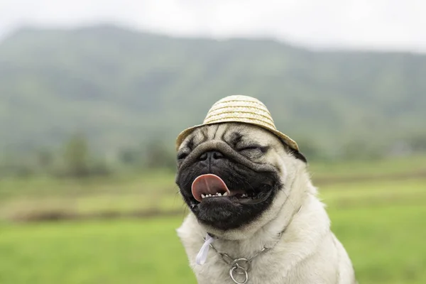 Mutlu Köpek Pug Breed Çiftçi Şapkası Takıyor Arkası Dağ Olan — Stok fotoğraf