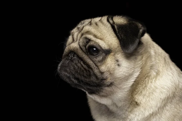 Boční Pohled Roztomilý Pes Pug Plemeno Hledá Fotoaparát Dělat Legrační — Stock fotografie