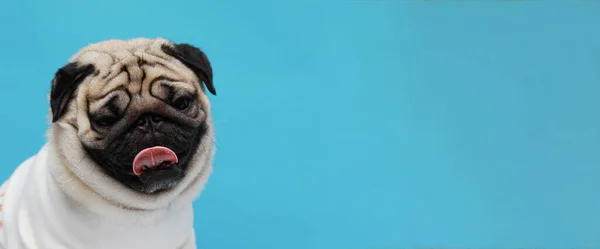 Banner Happy Adorable Dog Pug Breed Smile Cheerful Blue Background — Stock Photo, Image