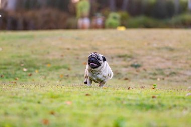 Parkta koşan sağlıklı köpek, yeşil çimlerde mutlu ve eğlenerek koşan köpek köpek etkinlikleri konsepti.