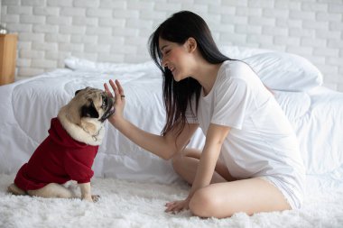 Sevimli köpek Pug pençesine beşlik çakıyor sevgi dolu, mutlu ve rahat, tatilde köpekle rahatla, seçici odaklan