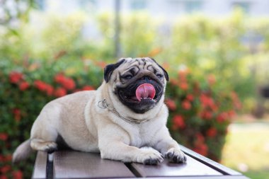 Mutlu Köpek Pug Breed gülüşü ve çiçek tarlaları arka planda sağlıklı köpek mutluluğu ve temiz hava.