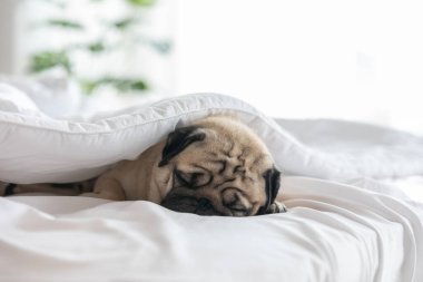 Tatlı köpek yavrusu beyaz yatakta yatar ve yatak odasında battaniyeyle uyur. Komik yüzlü ve sabahları çok mutlu olur.