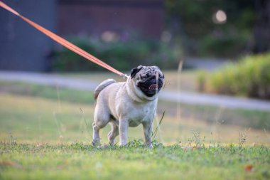 Pug dog yeşil çimlerin üzerinde mutlu mesut duruyor ve eğleniyor, sağlıklı köpek konsepti