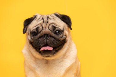 Sevimli köpek pug cinsi kızgın surat ve sarı arka planda ciddi yüz, Mutlu köpek gülüşü Yaza hazır Pug Saf Köpek Konsepti