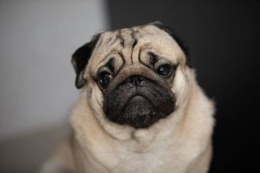 Mutlu köpek pug cins gülümseme ve yatak odasında uzanmak çok rahat ve ralax, sağlıklı safkan köpek