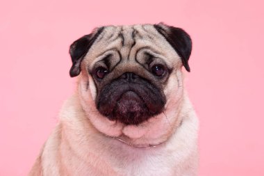 Pembe arka planda mutlu köpek gülüşü, Şirin köpek yavrusu tatlı renkte mutluluk, safkan köpek konsepti 
