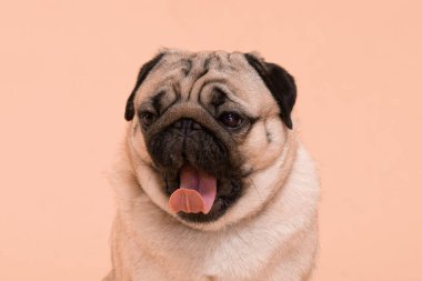 Mutlu Köpek gülüşü şeftali ya da krem rengi arka planda, Şirin Köpek yavrusu tatlı renkte mutluluk üretir, Safkan Köpek Konsepti 