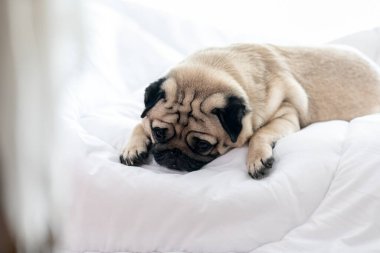 Şirin köpek yavrusu beyaz yatakta, beyaz yatakta uzanıyor komik bir yüzle gülüyor ve sabah uyandıktan sonra çok mutlu oluyor sağlıklı safkan köpek konsepti.