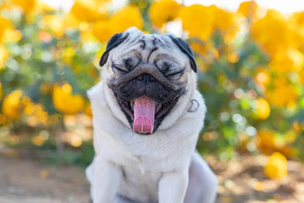 Happy Dog Pug Breed smile and with flowers fields in background,Healthy dog happiness with fresh air