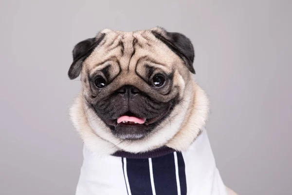 Şirin Köpek Pug Cinsi Ayakta Duruyor Komik Veya Ciddi Bir — Stok fotoğraf