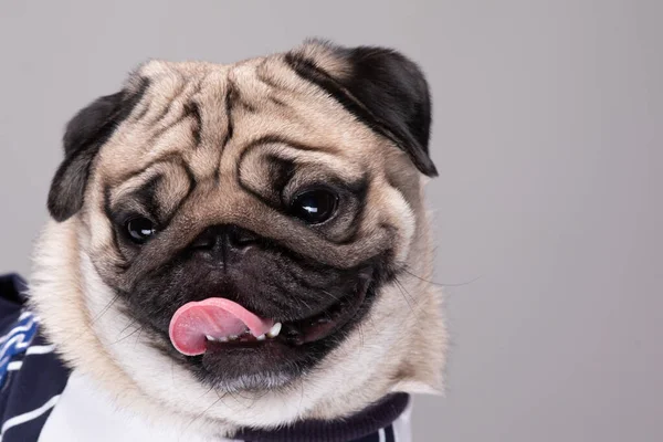 Cute Dog Pug Breed Standing Making Funny Serious Face Feeling — стоковое фото