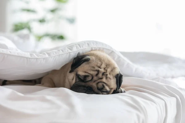 かわいい犬の品種は 白いベッドの上に横たわると面白い顔と朝の幸福感と寝室で毛布で眠る — ストック写真