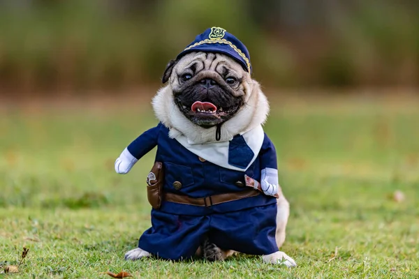 Pug Pes Policejní Uniformě Stojící Zelené Trávě Štěstím Baví Západem — Stock fotografie