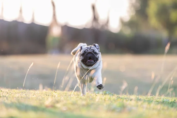 Anjing Pug Berlari Rumput Hijau Dengan Kebahagiaan Dan Bersenang Senang — Stok Foto