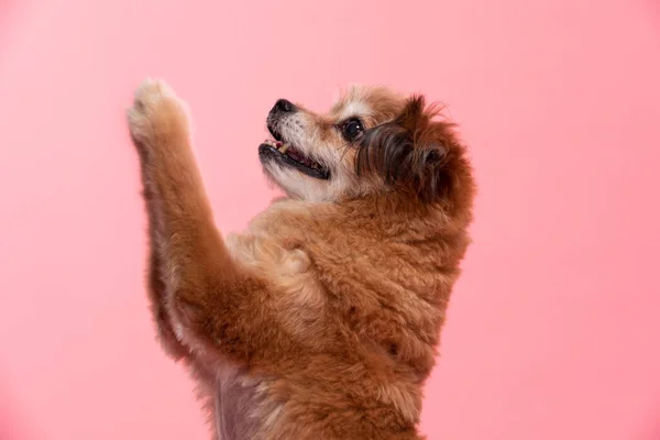 ミックス品種幸せな犬の笑顔と陽気な立ってピンクの背景にこんにちは 幸福犬のコンセプトと言う — ストック写真