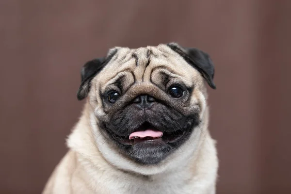 Adorable Perro Lindo Pug Crianza Felicidad Sonrisa Marrón Color Fondo — Foto de Stock