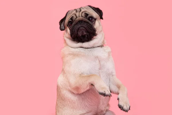 Sorriso Cão Feliz Fundo Rosa Bonito Filhote Cachorro Raça Felicidade — Fotografia de Stock