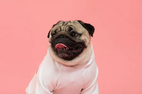 Счастливая Улыбка Собаки Розовом Фоне Милый Щенок Щенка Породы Счастье — стоковое фото