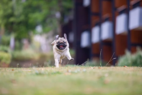 Anjing Pug Berlari Rumput Hijau Dengan Kebahagiaan Dan Bersenang Senang — Stok Foto