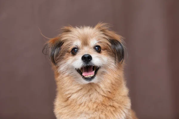 Adorable Mix Breed Happy Dog Smile Cheerful Brown Color Background — Stock Photo, Image