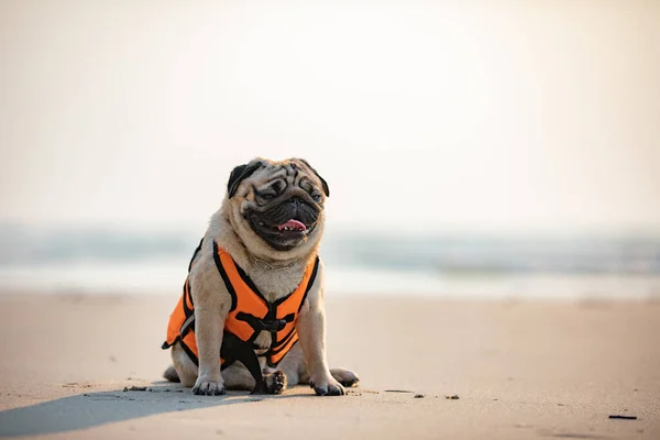 Szczęśliwy Pies Mops Rasy Noszenie Kamizelki Ratunkowej Siedzi Plaży Uczucie — Zdjęcie stockowe