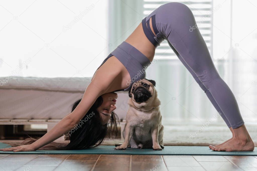 woman practice yoga Downward Facing dog or yoga Adho Mukha Svanasana pose to meditation and kissing her dog pug breed enjoy and relax with yoga in bedroom,Recreation with Dog Concept