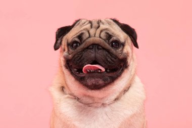 Pembe arka planda mutlu köpek gülüşü, Şirin köpek yavrusu tatlı renkte mutluluk, safkan köpek konsepti 
