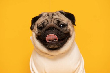 Sarı arka planda mutlu köpek gülüşü, şirin köpek yavrusu mutluluğu yaz için hazır, safkan köpek konsepti 