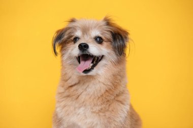 Mutlu köpek gülüşü ve neşeli bir melez yaza hazır sarı arka planda, Mutluluk Köpeği kavramı