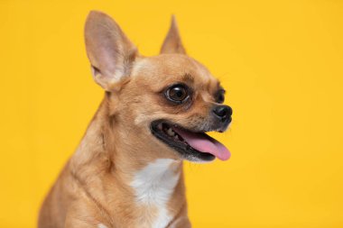 Sevimli köpek Chihuahua cinsi mutlu bir yüz yapar ve sarı arka planda gülümser, köpek gülümsemesi yaz tatiline hazırdır, Chihuahua Safkan Köpek Konsepti