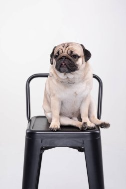 Sevimli köpek pug cins gülüşü çok komik ve ciddi bir yüz ifadesi var beyaz arka planda izole edilmiş sandalyede oturuyor, safkan pug köpeği sağlıklı konsept